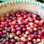 Is Vietnam the Number One Coffee Exporter in the World? The Truth Behind Global Coffee Rankings
