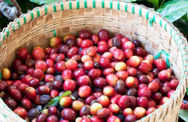 Is Vietnam the Number One Coffee Exporter in the World? The Truth Behind Global Coffee Rankings